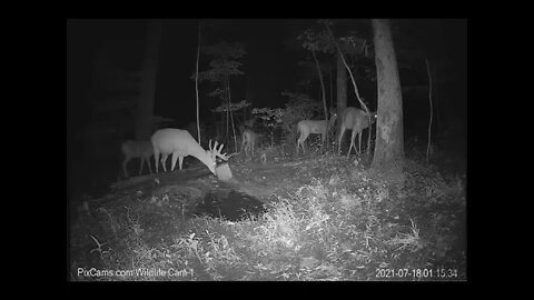 Buck Gathering Wildlife Cam 1 7/18/21