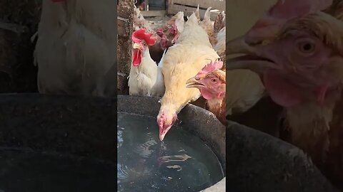 #shorts #chickens #water #summer #homestead