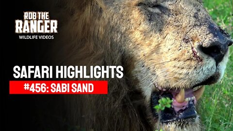 Safari Highlights #456: 28 - 31 January 2017 | Sabi Sand Nature Reserve | Latest Wildlife Sightings