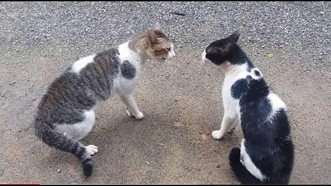 Cats fighting with sound