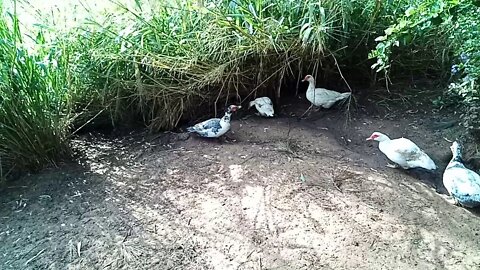 Some Muscovy girls 28/06/2020