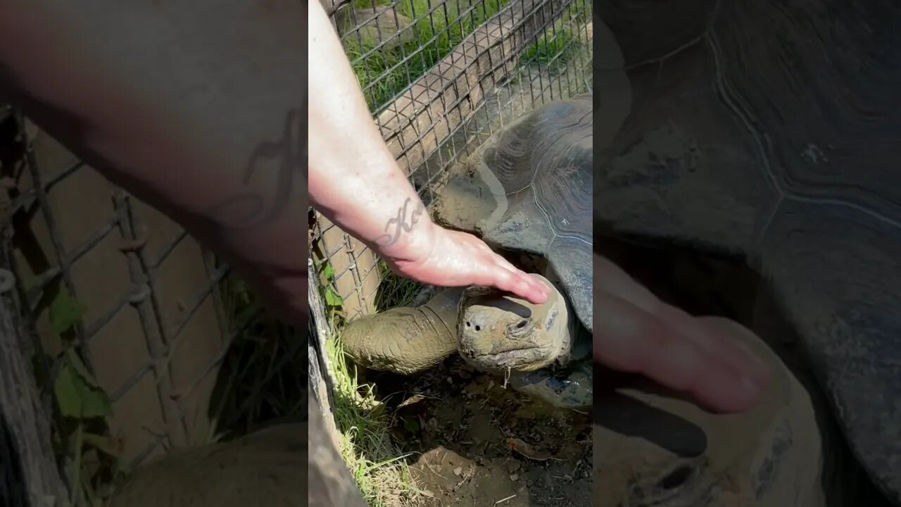 Turtle 🐢 likes being petted in Memphis Zoo