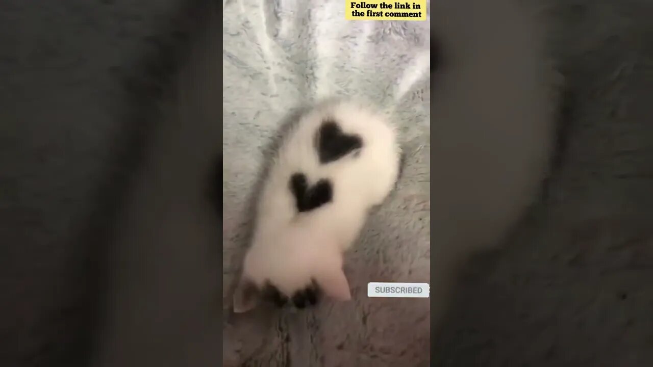 cute cat videos 😹 funny videos 😂 638 😻#shorts #shortsfunny #cutecat #catvideos #catsfood #catscare