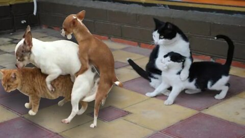 Funniest cat and dog video #2 || funny animals video 😹😹 || 2022