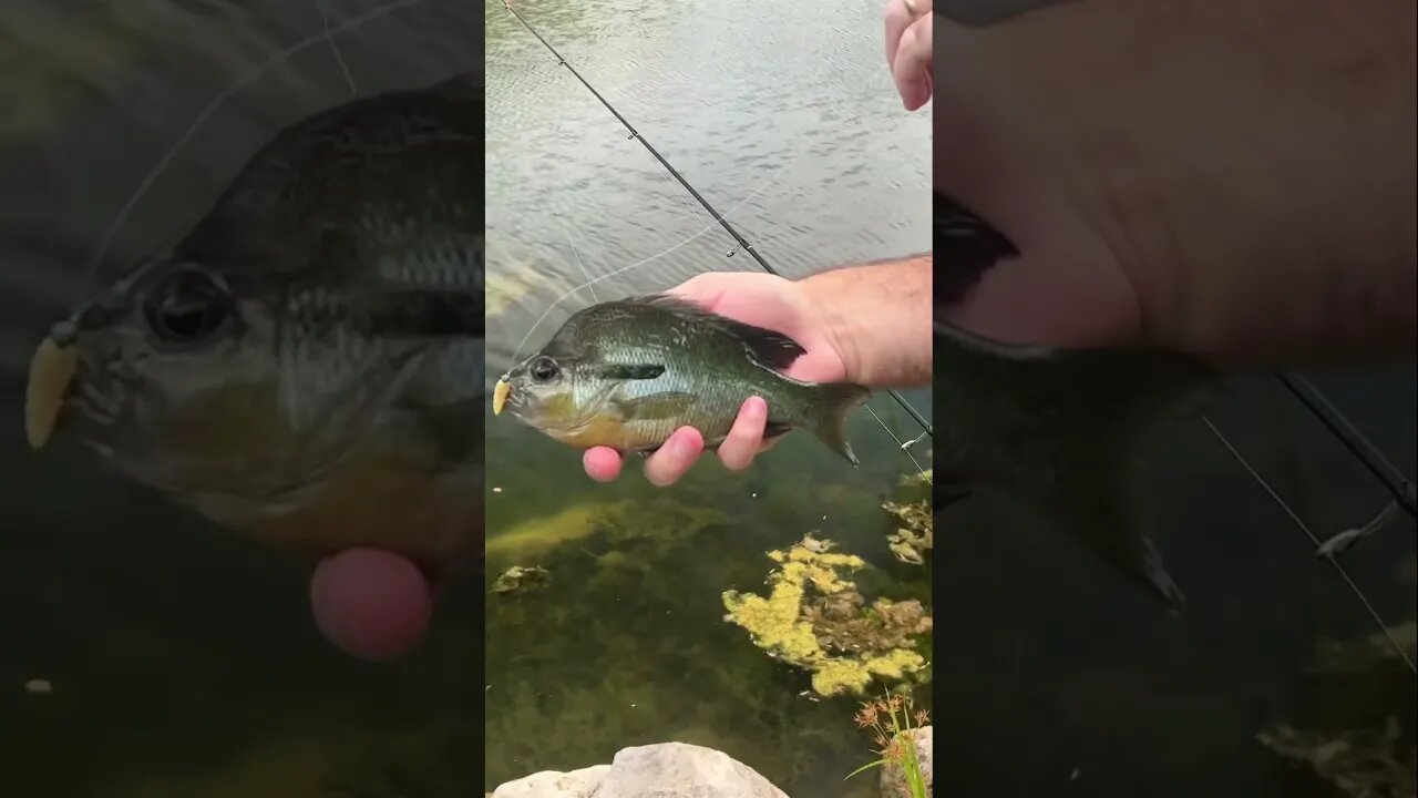 Redbreast Sunfish are loving the Zombie Skin Wax Worm! #fishing #panfish #bluegill #pondfishing