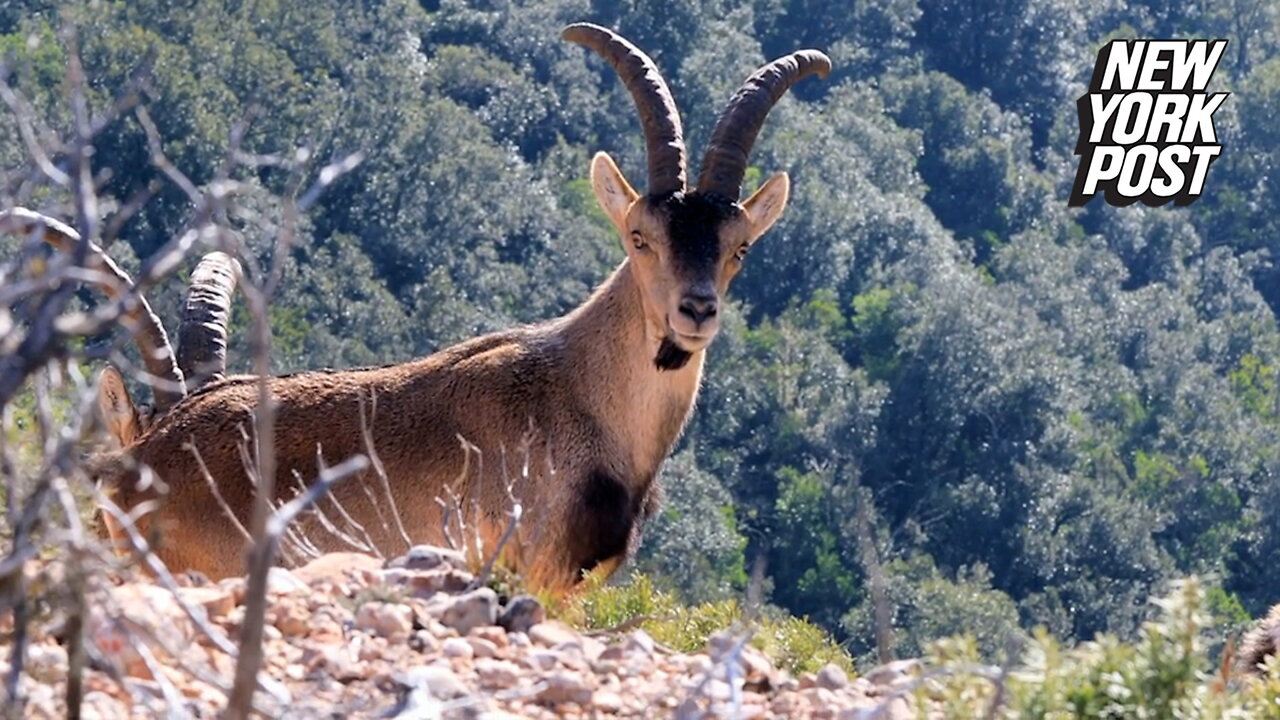 Wild goat pushes woman off a cliff, knocks terrified friend unconscious in unexpected rampage