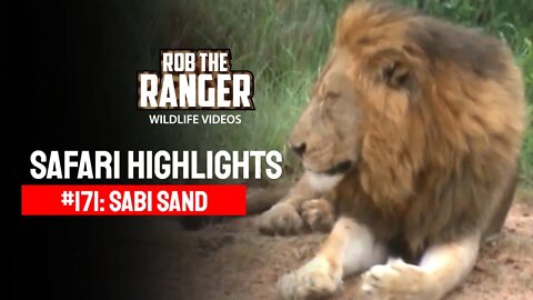 Safari Highlights #171: 07 - 09 November 2012 | Sabi Sand Wildtuin | Latest Wildlife Sightings