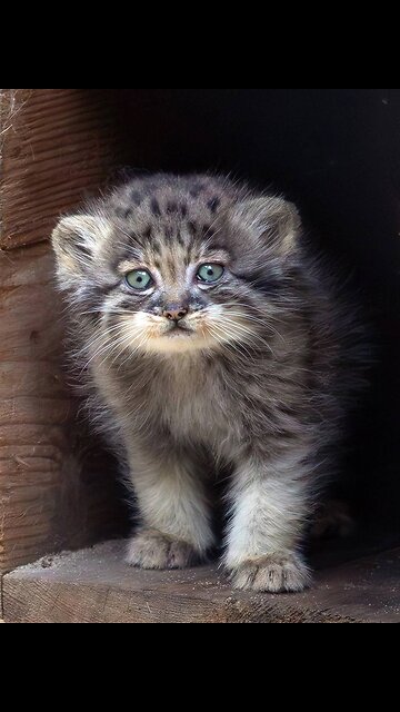 Pallas Cat and her kittens