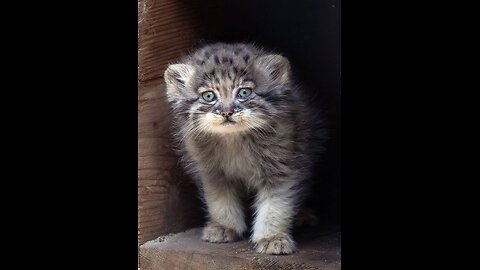 Pallas Cat and her kittens