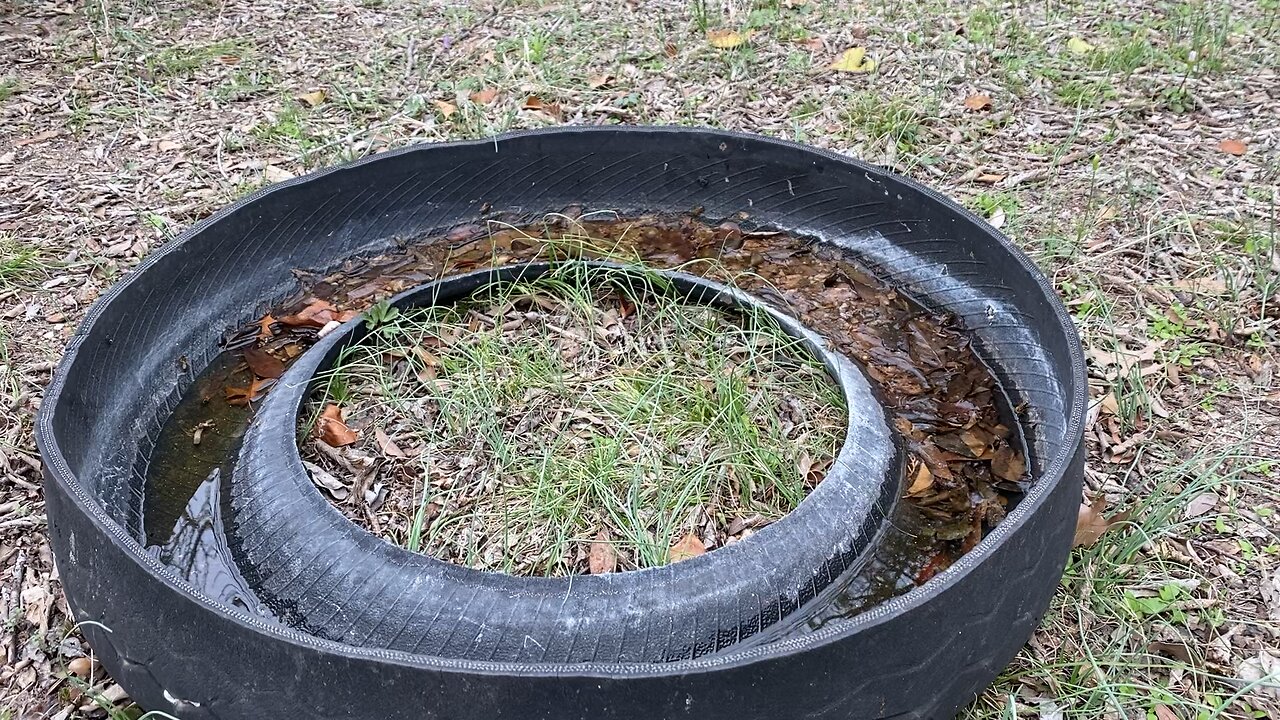 Bee water source, safe, I use rain water to fill it and the trees provide the floats.