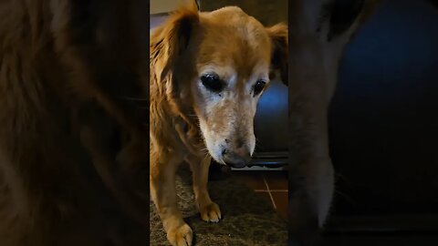 smile Mr pills, Titan age 12 #best #goldens #goldenretiever #doglifespan #puppy #golden #funny