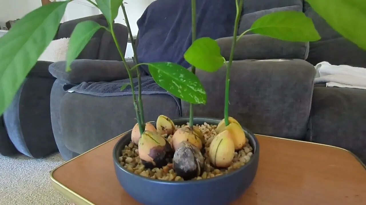 Avocado trees growing on gravel 😘 ❤️ | Intrepids