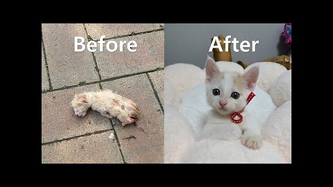 Raising abandoned cat for two months