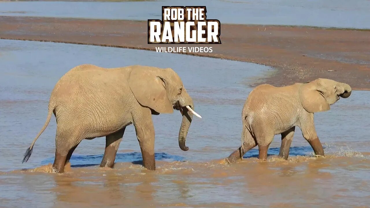 Elephants Crossing The Ewaso Nyiro River | Buffalo Springs | Zebra Plains On Tour