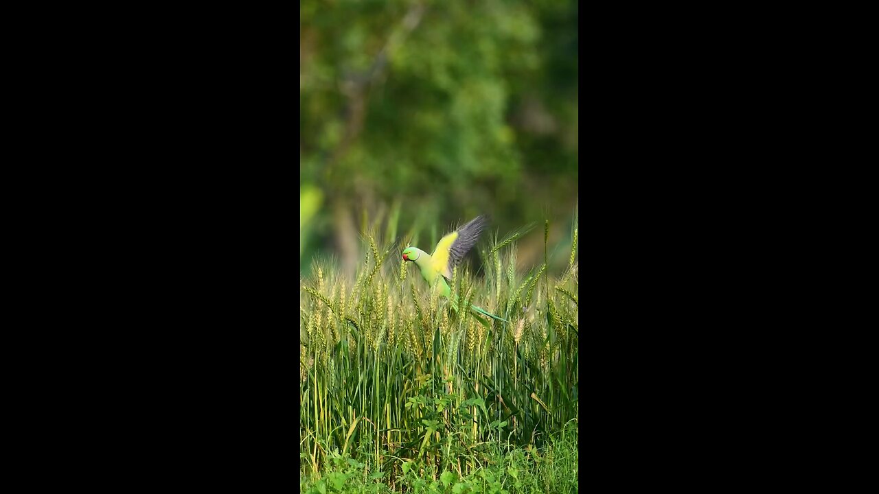 nature status 🦜🦜🦜parrot