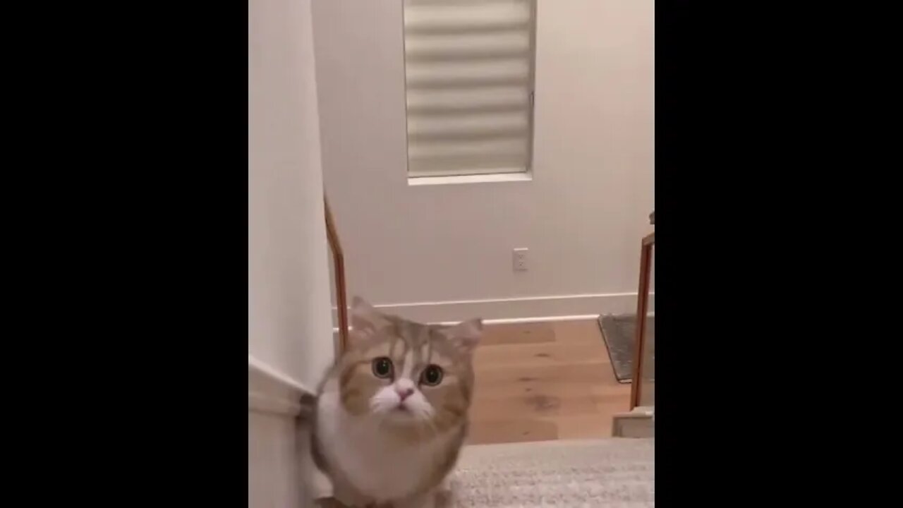This kitten here climbing the stairs, how cute! #shorts
