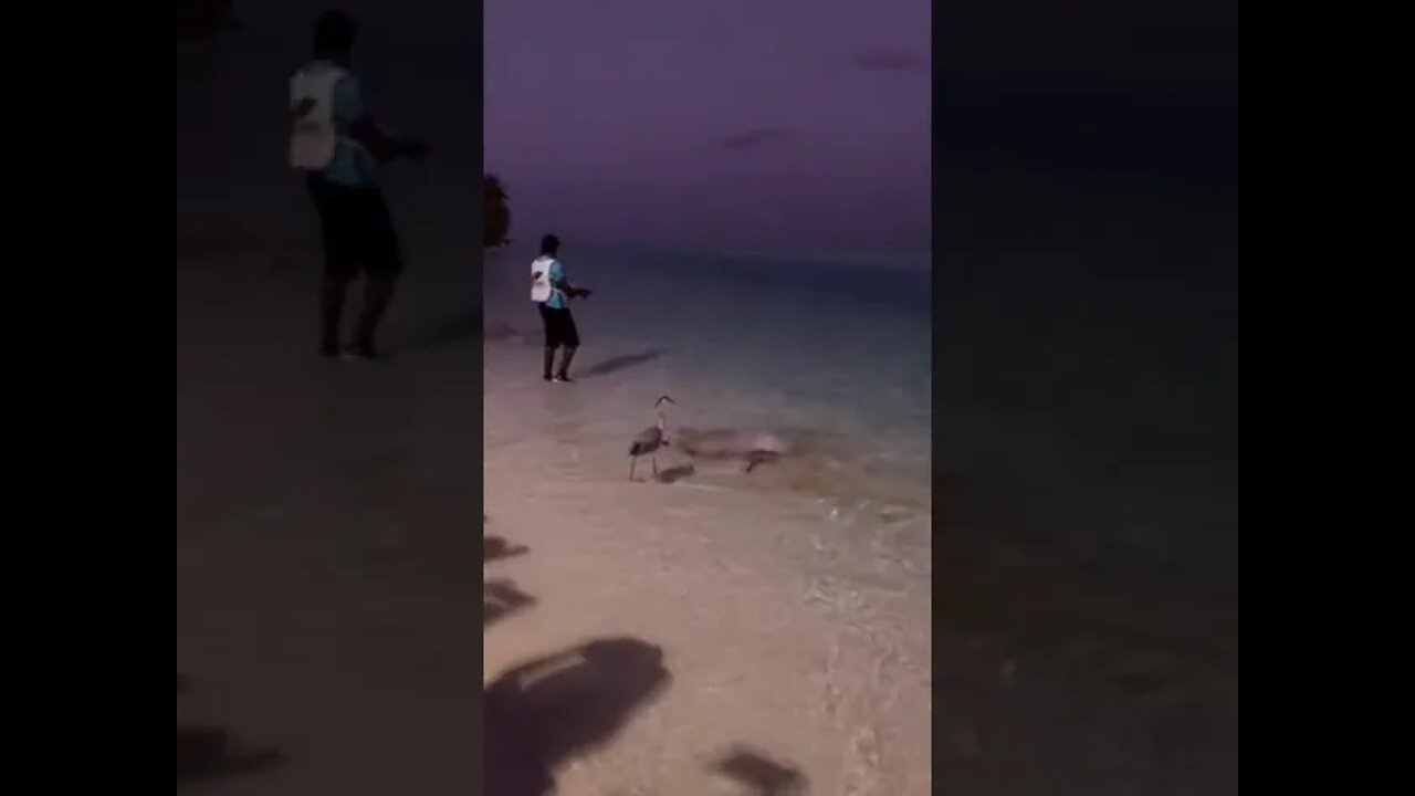 Feeding stingrays under supervision of a heron in the Maldives