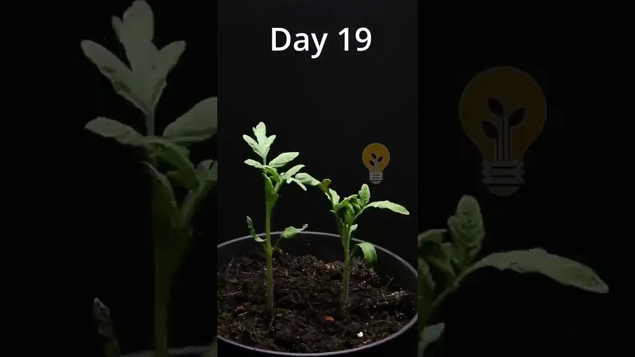 Growing seeds tomatos 83days timelapse #shorts #fypシ