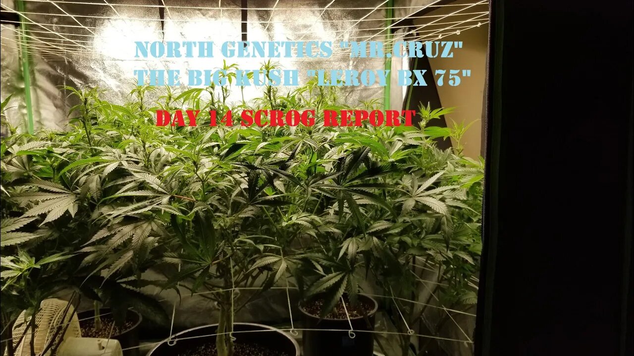 "Feeling Scroggy" S2 EP3 / Geeklight LED / North Genetics 👽 / Leroy Bx75 / Day 14