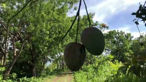 Tractor Tour With Paul Campo Vlog El jíbaro boricua Moca, Puerto Rico