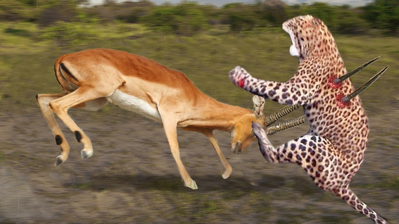 WORLD’S FASTEST ANIMALS FAIL! Grant’s Gazzele Take Down Cheetah With Horns, Lion Hunt Imapala Fail