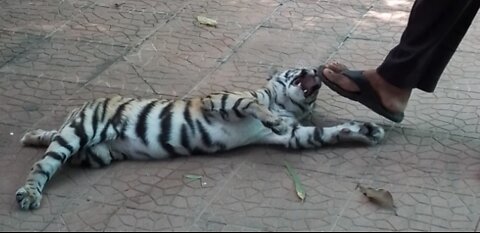 Great view of tigers and humans playing