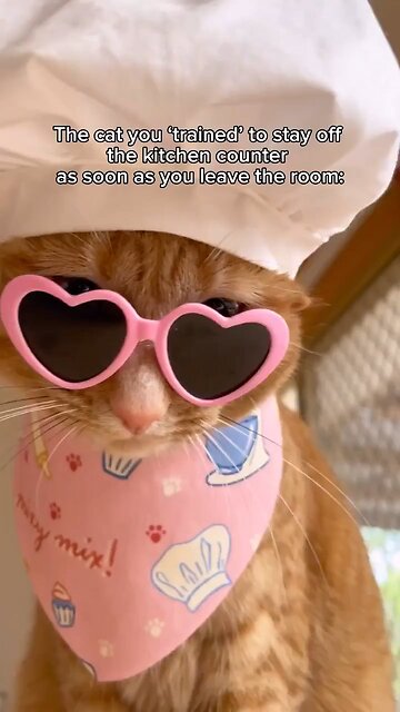 Coooking cat #cat #cook #pasta #hot