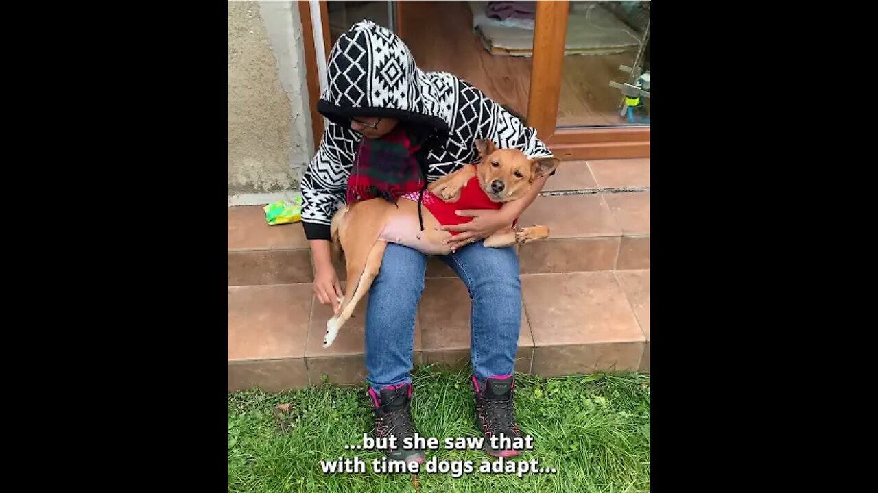 How to take care of a disabled dog
