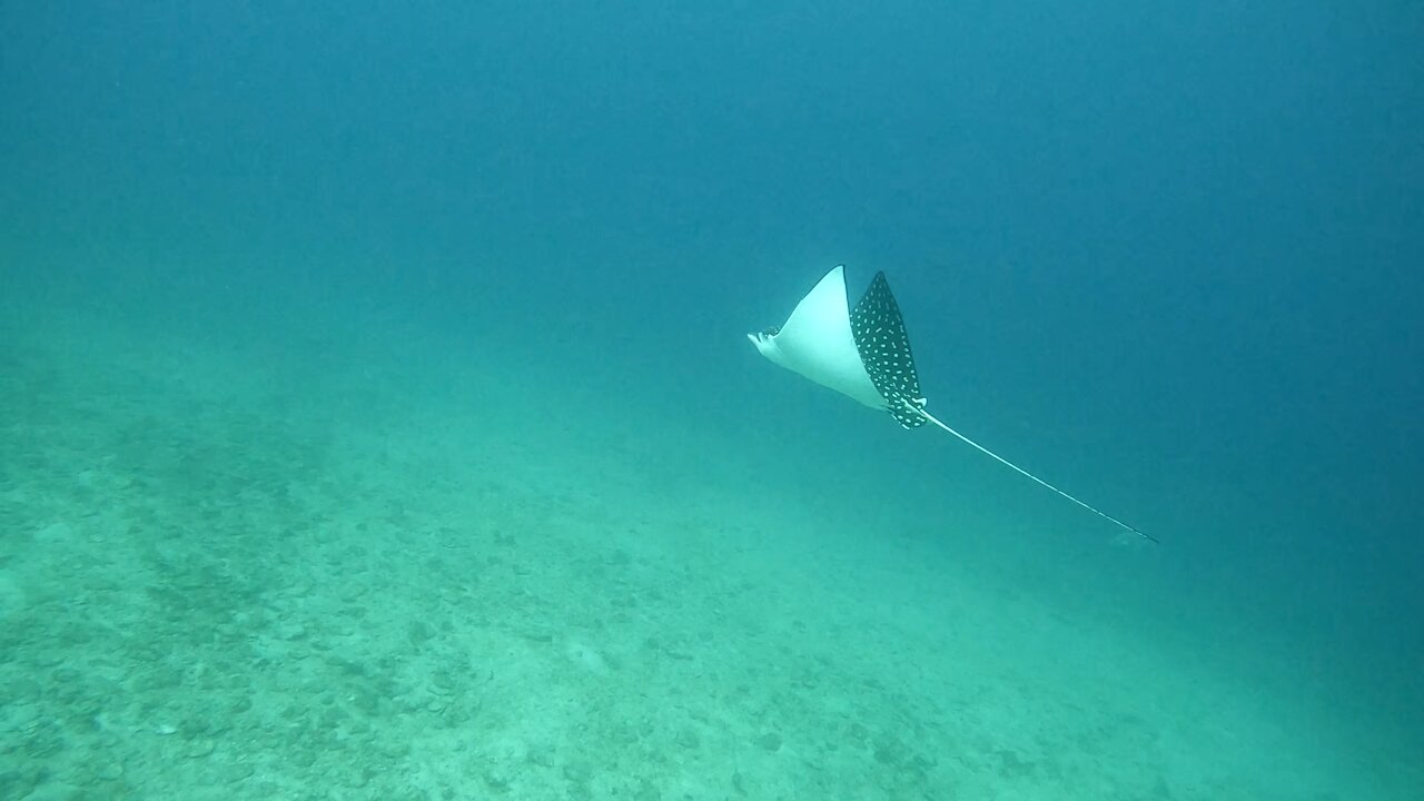 Spotted Eagle Ray