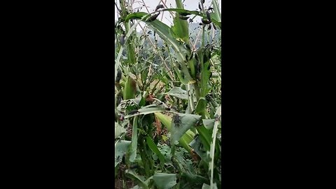 vegetable farming attack the bugs