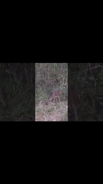Deer KILL SHOT Part 1!