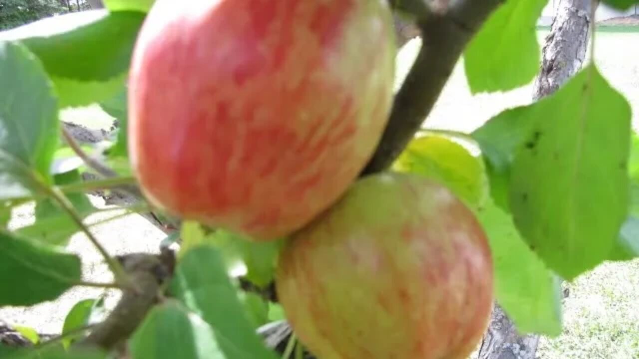 Grafted Norland Apple to Plum tree