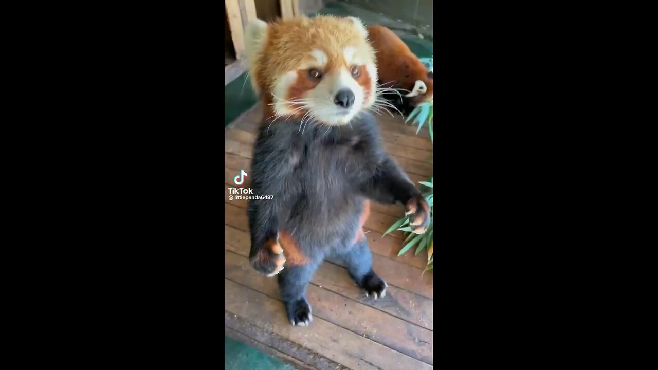 Red panda