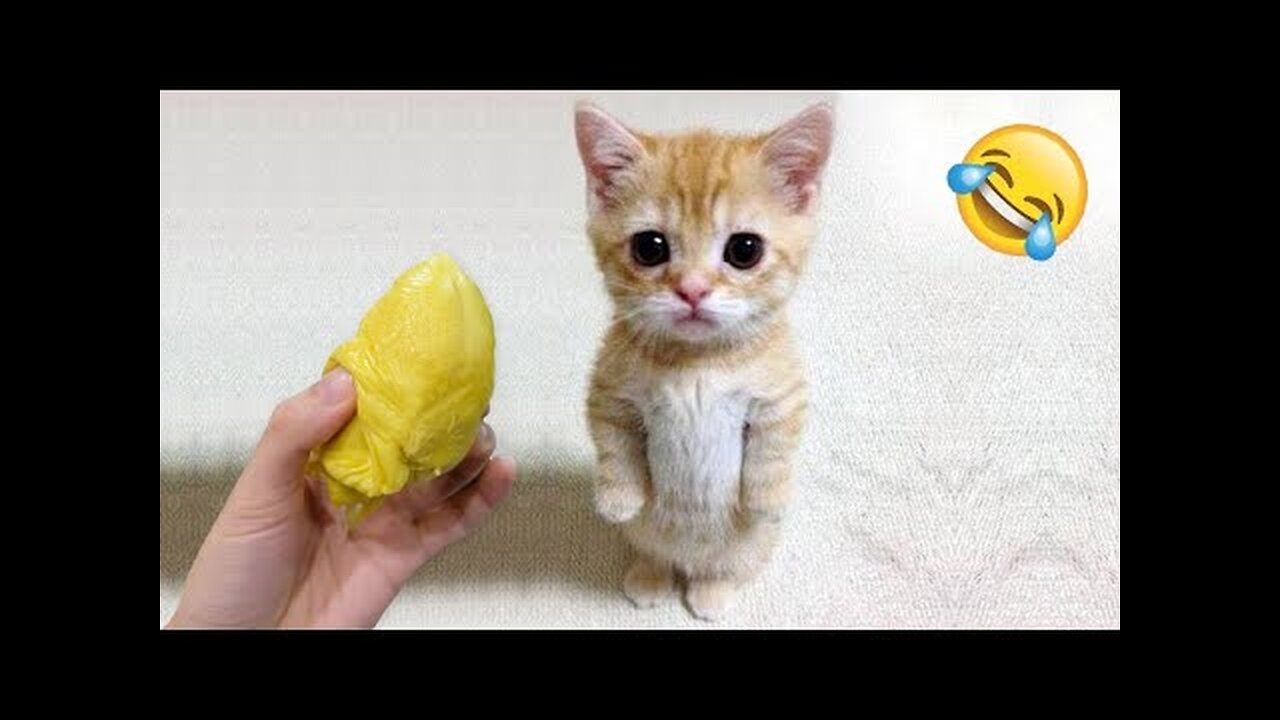 Funny Cats and Dogs 🐱🐶