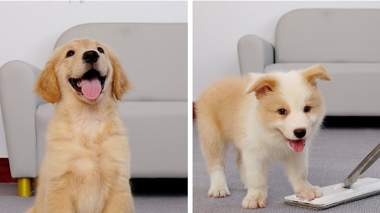 What Cleaning The House with Two puppies Looks Like?