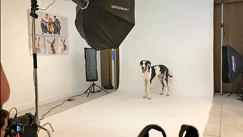 Great Dane Rocks The Runway At His First Studio Photo Shoot