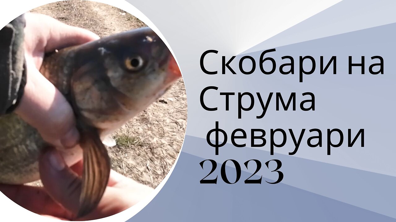Скобари по Струма Февруари 2023 - Common Nase at Struma 2023