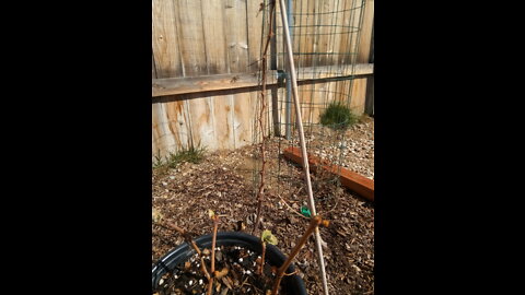 Homesteading #10: Starting more grape vines