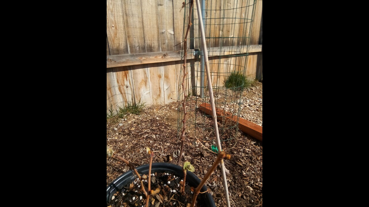 Homesteading #10: Starting more grape vines