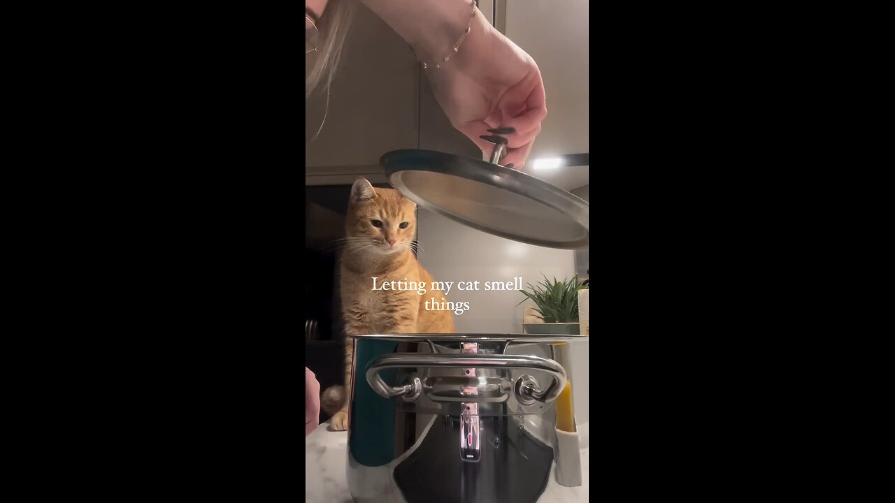 cat lovers