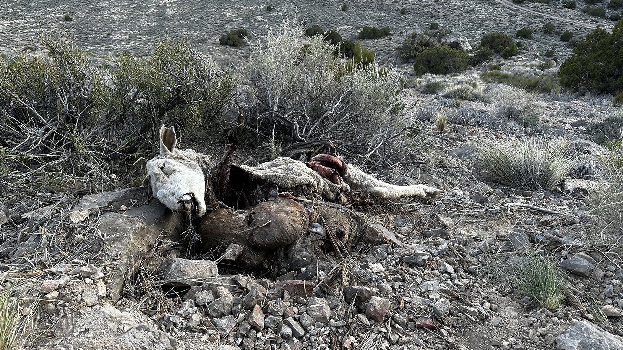 Great Basin Serial Killer