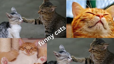 funny playing cats