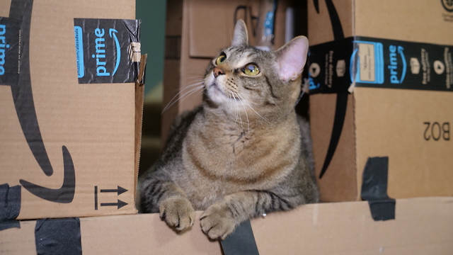 Giant Cat Box Fort!