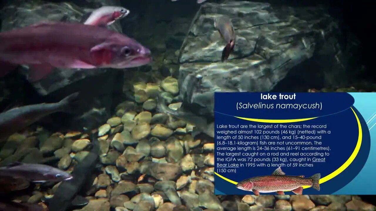 Lake Trout Exhibit