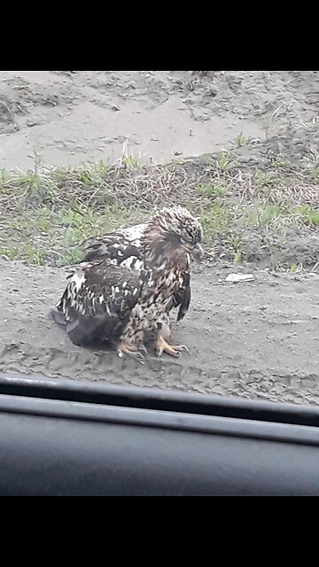 Drag Queen Pedo simps at it Again