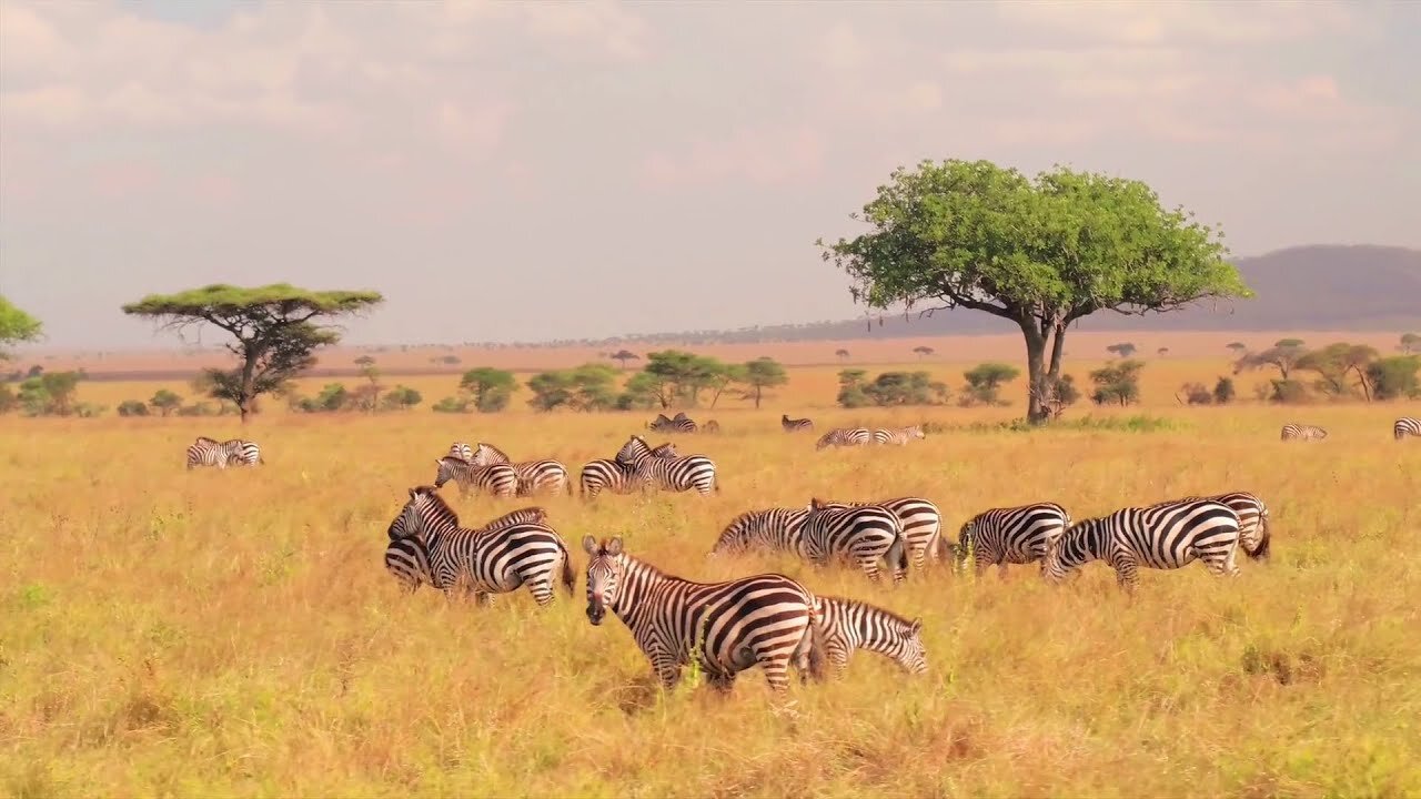 Safari Serenity: Breathtaking Moments with Animals in the Wild