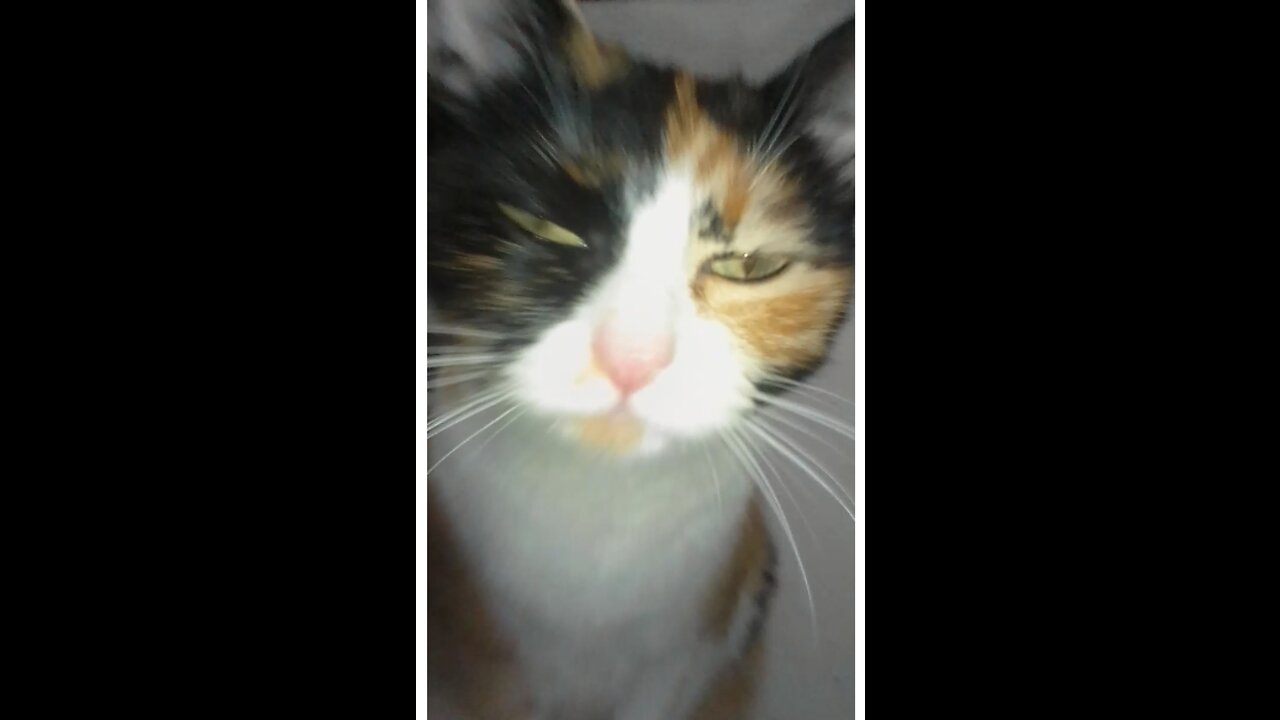SushiTheCat #3 The Revenge