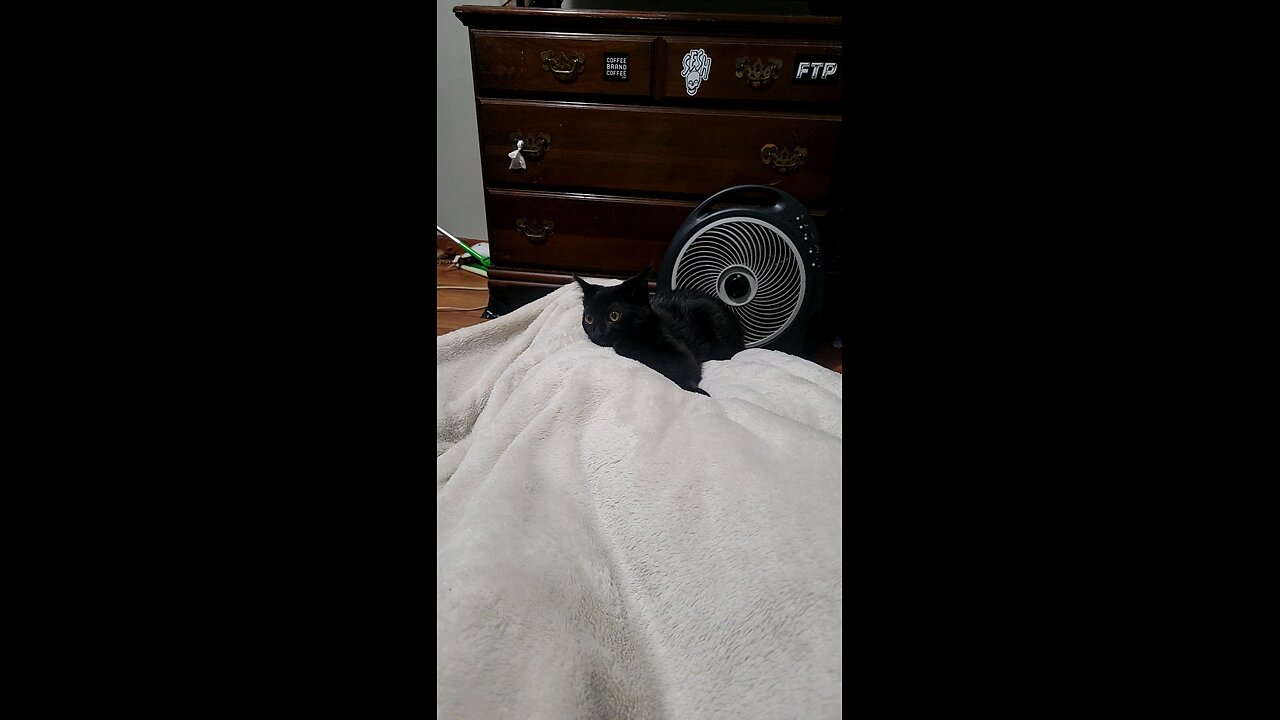 My Cat Is Insane