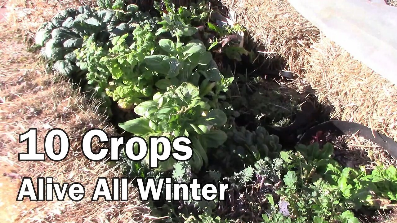 Fall Garden Plants Still Alive In February - Planted in August