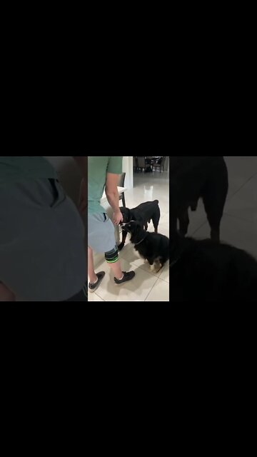 Rottweiler with shoes